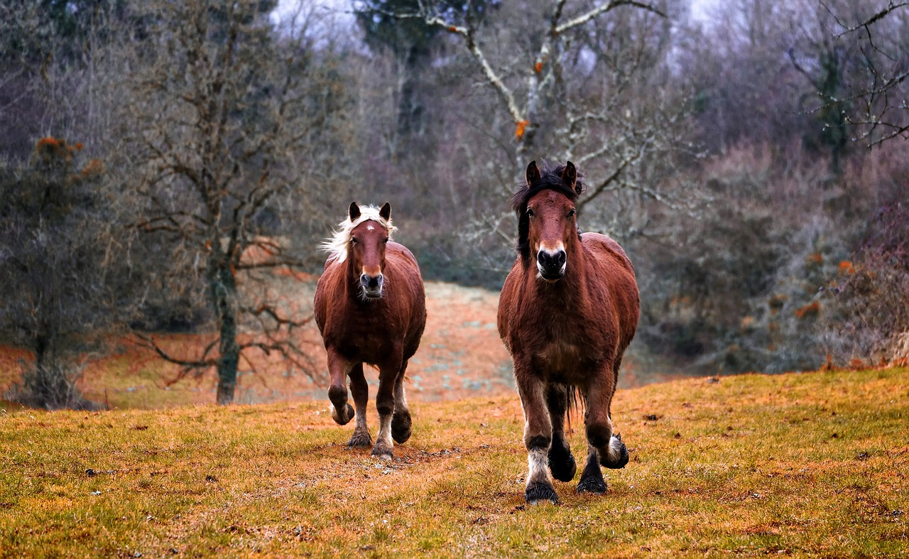 horses, animals, galloping-1984977.jpg