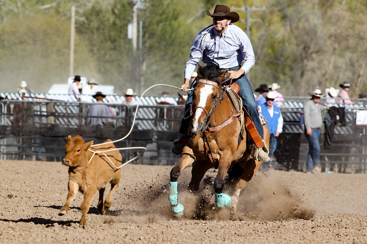 rodeo, horse, barrel-3578531.jpg