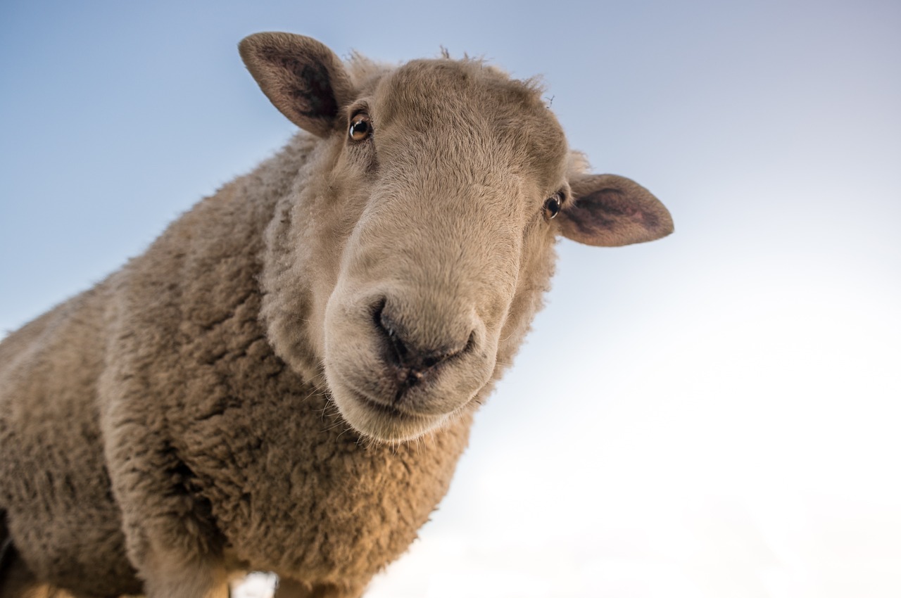 sheep, animal, farm-1822137.jpg